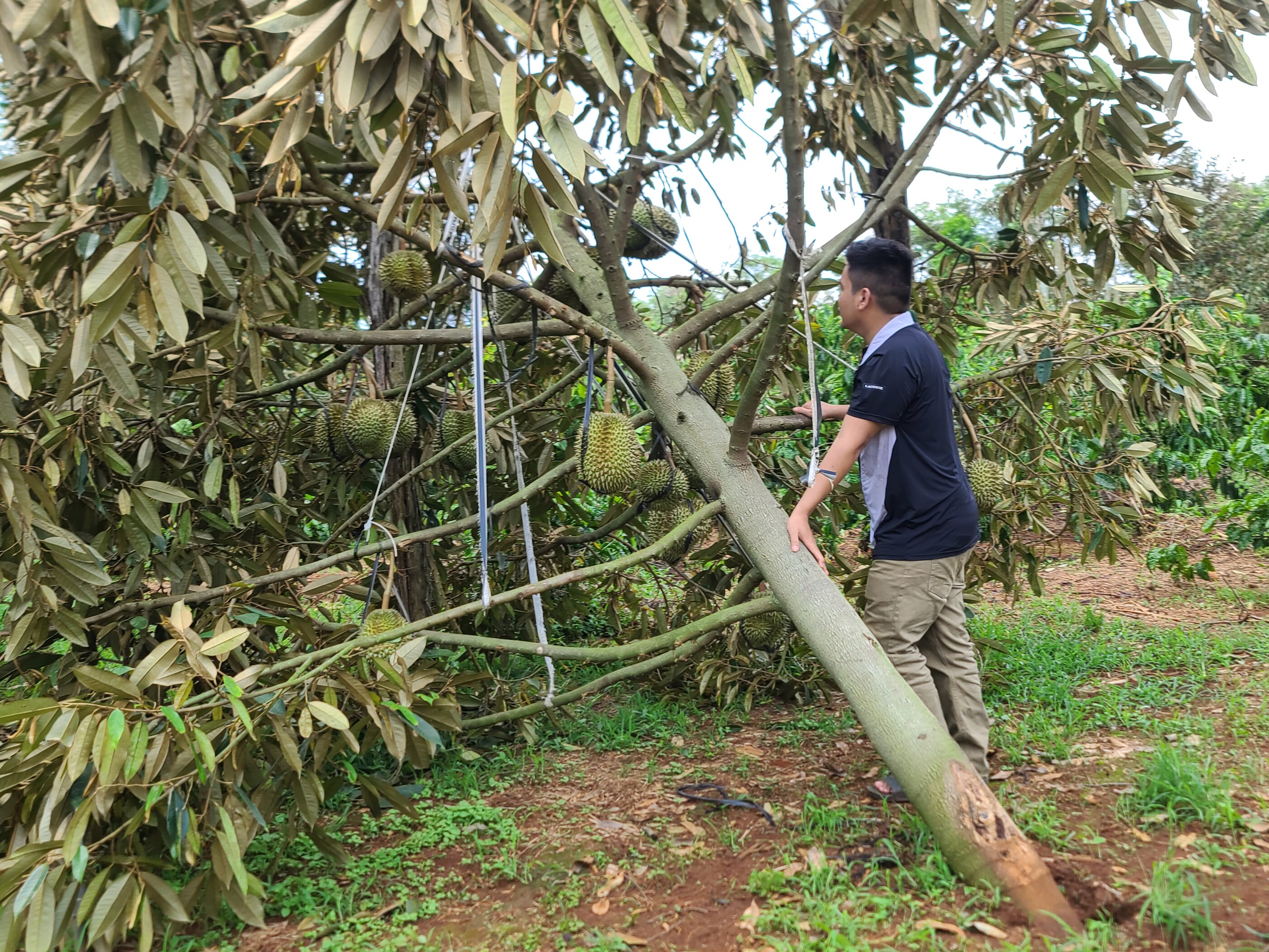 Đắk Lắk thiệt hại hơn 215 tỷ đồng do thiên tai, hơn 300 ha cây trồng bị mất trắng - Ảnh 1.