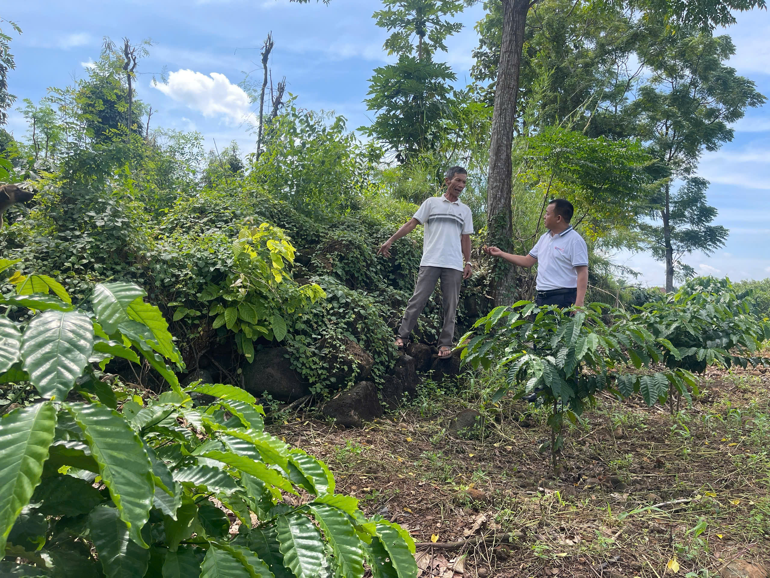 Nông dân Đắk Nông gian nan lật đá hàng chục năm để cải tạo đất trồng cà phê - Ảnh 1.