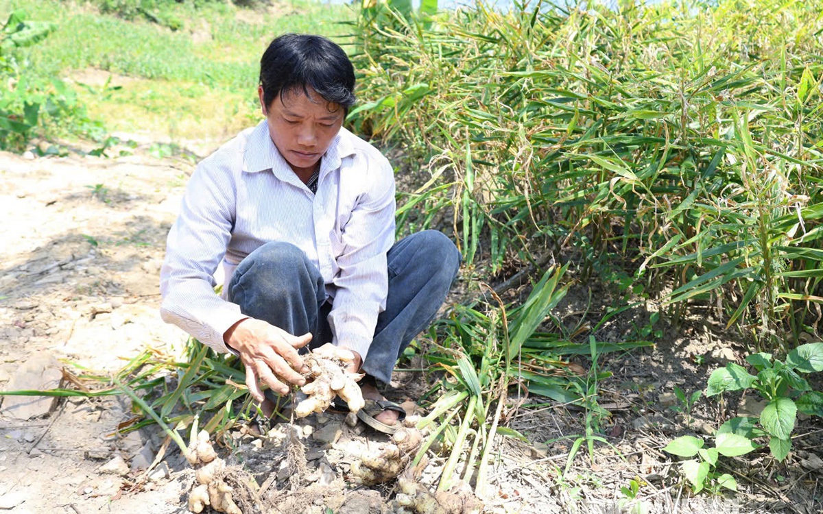 Dừa tươi, loại quả ngon của Tiền Giang đã xuất khẩu chính ngạch thành công 70 tấn sang Trung Quốc - Ảnh 4.