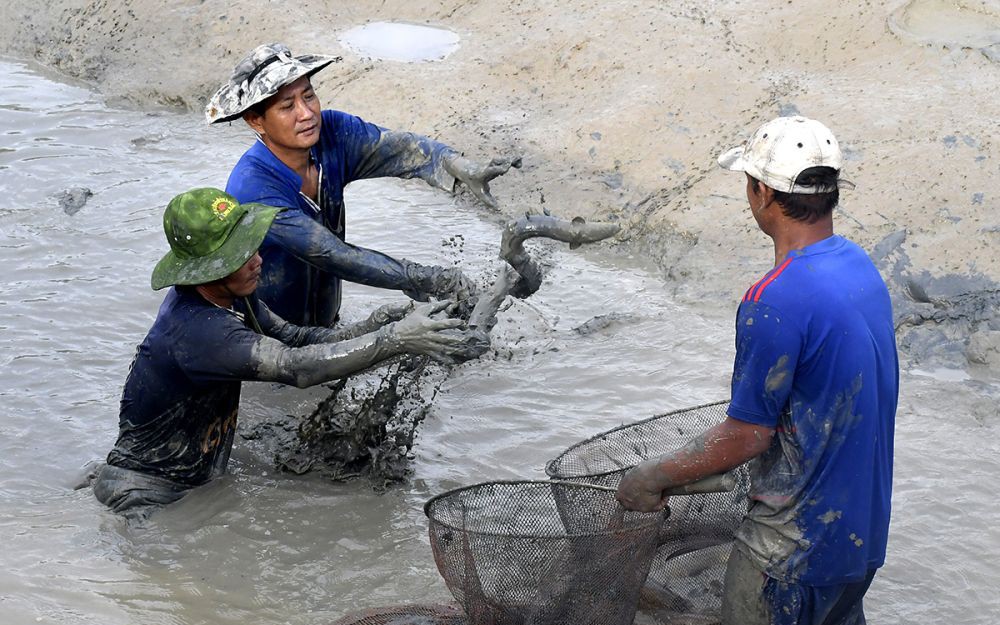 Đầu nguồn sông Tiền nước đỏ như son, mùa nước nổi Đồng Tháp la liệt cá ngon, cá nhân sâm bán - Ảnh 2.