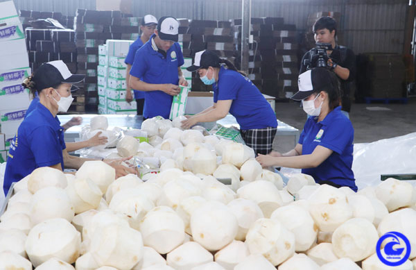 Dừa tươi, loại quả ngon của Tiền Giang đã xuất khẩu chính ngạch thành công 70 tấn sang Trung Quốc- Ảnh 1.