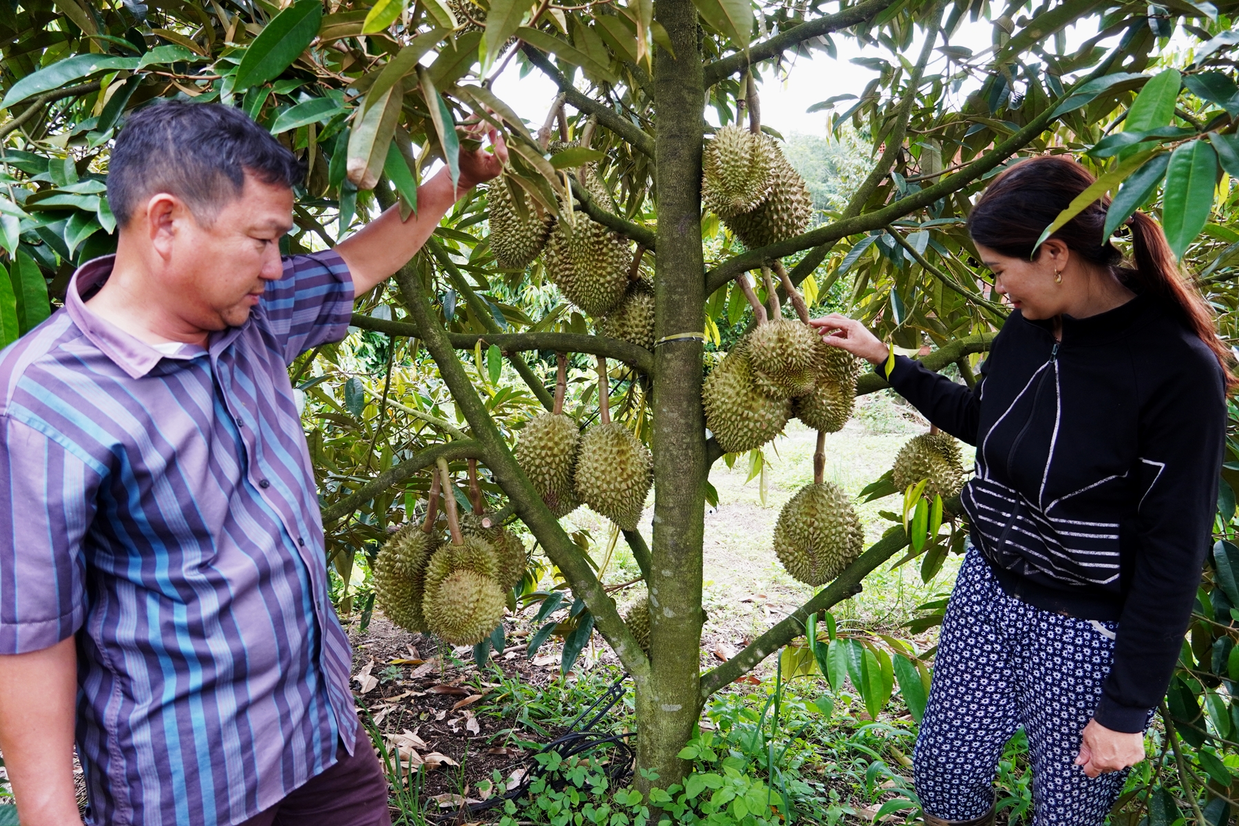 Nông dân huyện vùng biên thu tiền tỷ nhờ phát triển mô hình trang trại tổng hợp - Ảnh 4.