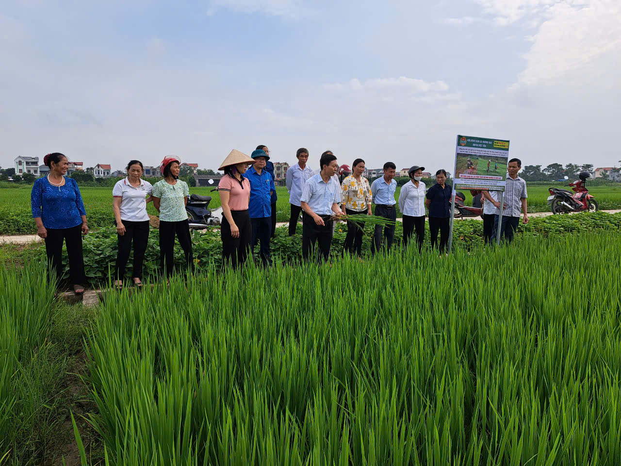 Nông dân xã Hương Mai ở Bắc Giang trồng lúa thân thiện với môi trường giảm hẳn phân bón, năng suất lúa tăng 20% - Ảnh 1.