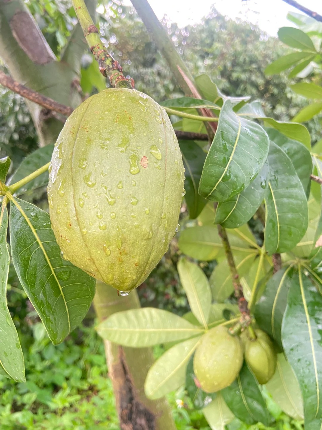 Cây cảnh ngàn vàng vạn bạc, lá xanh rạng rỡ, đón lộc tứ phương, hút độc lọc khí, mê hoặc- Ảnh 8.