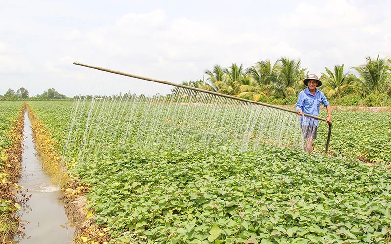 Trồng na Thái ra trái to bự, vườn đẹp như phim, anh nông dân Sóc Trăng bất ngờ trúng lớn - Ảnh 3.