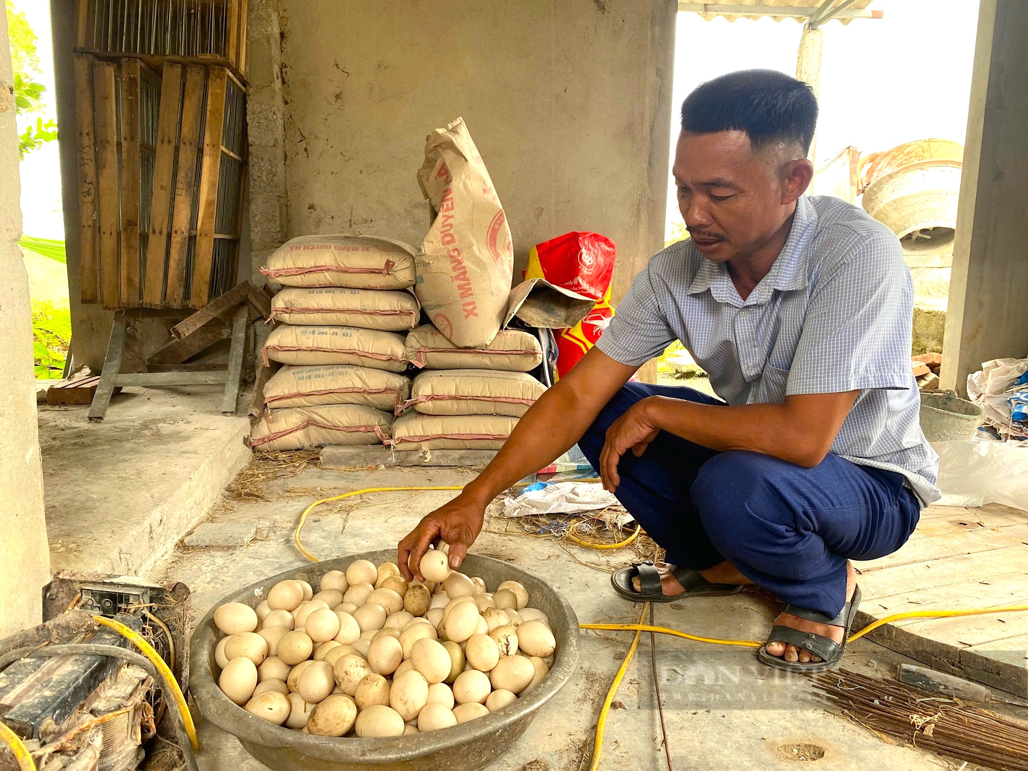 Nông dân Hà Tĩnh nuôi giống ngan màu đen to bự, lớn nhanh “siêu trứng”, giá cao. - Ảnh 4.