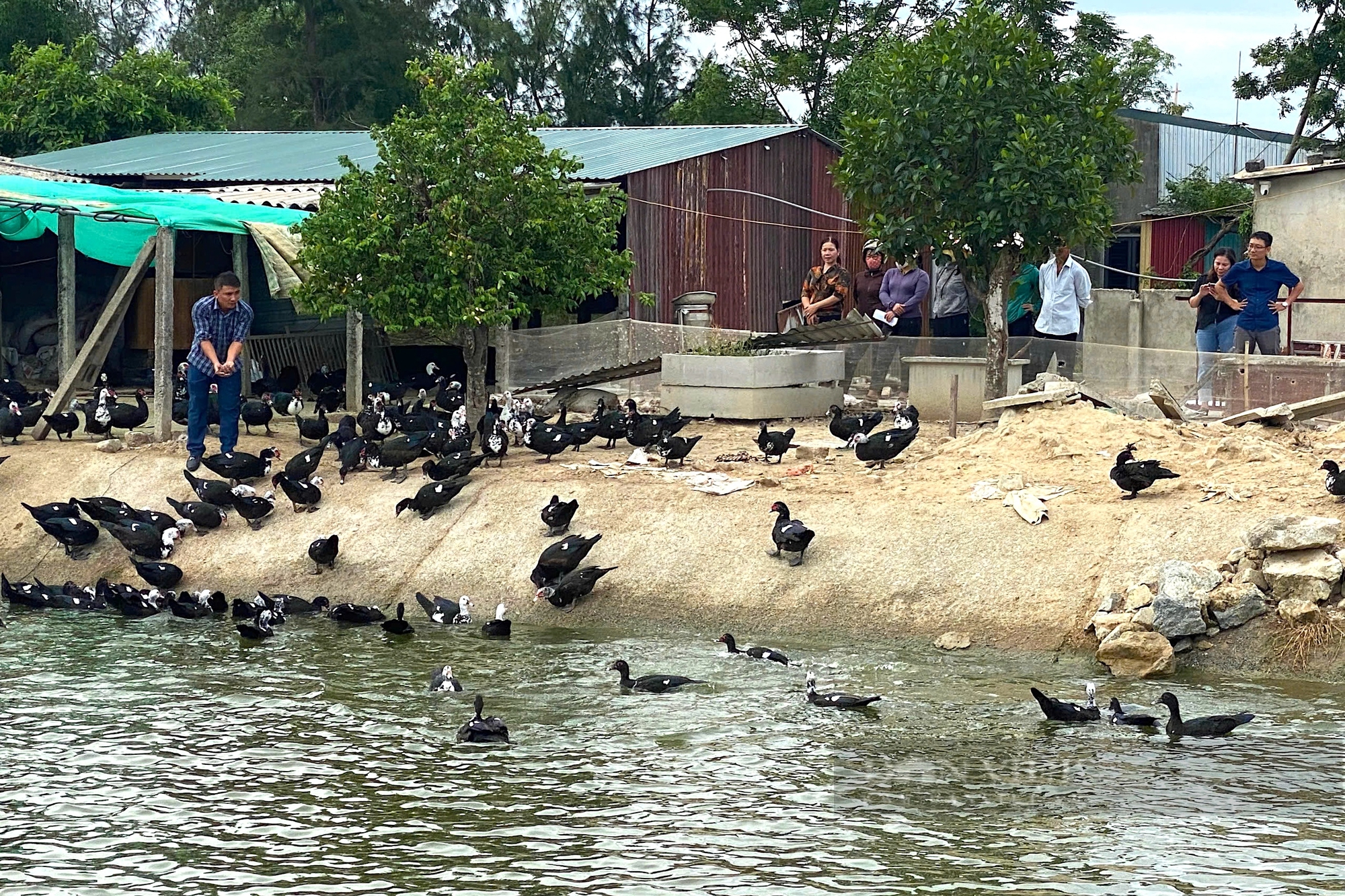 Nông dân Hà Tĩnh nuôi giống ngan màu đen to bự, lớn nhanh “siêu trứng”, giá cao. - Ảnh 3.