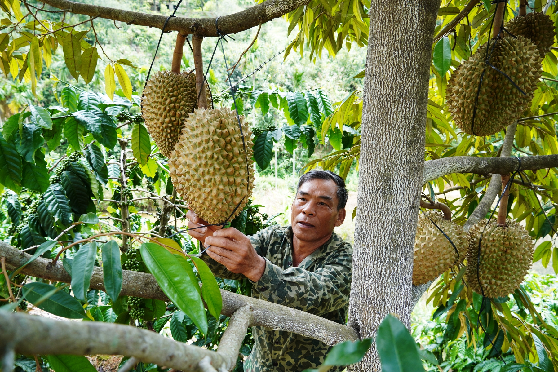 Nông dân huyện vùng biên thu tiền tỷ nhờ phát triển mô hình trang trại tổng hợp - Ảnh 1.