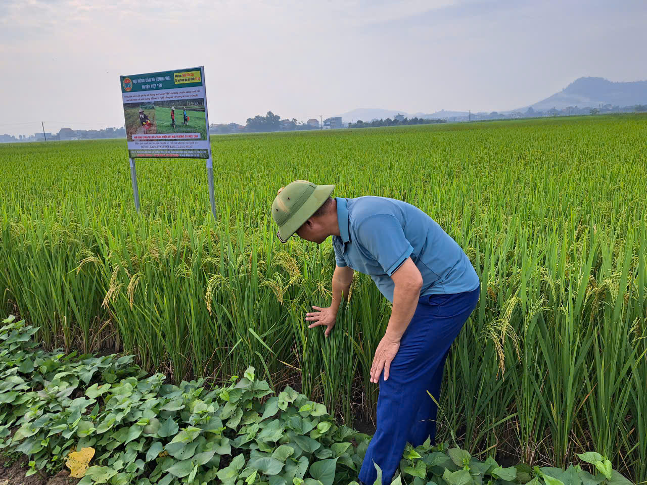 Nông dân xã Hương Mai ở Bắc Giang trồng lúa thân thiện với môi trường giảm hẳn phân bón, năng suất lúa tăng 20% - Ảnh 2.