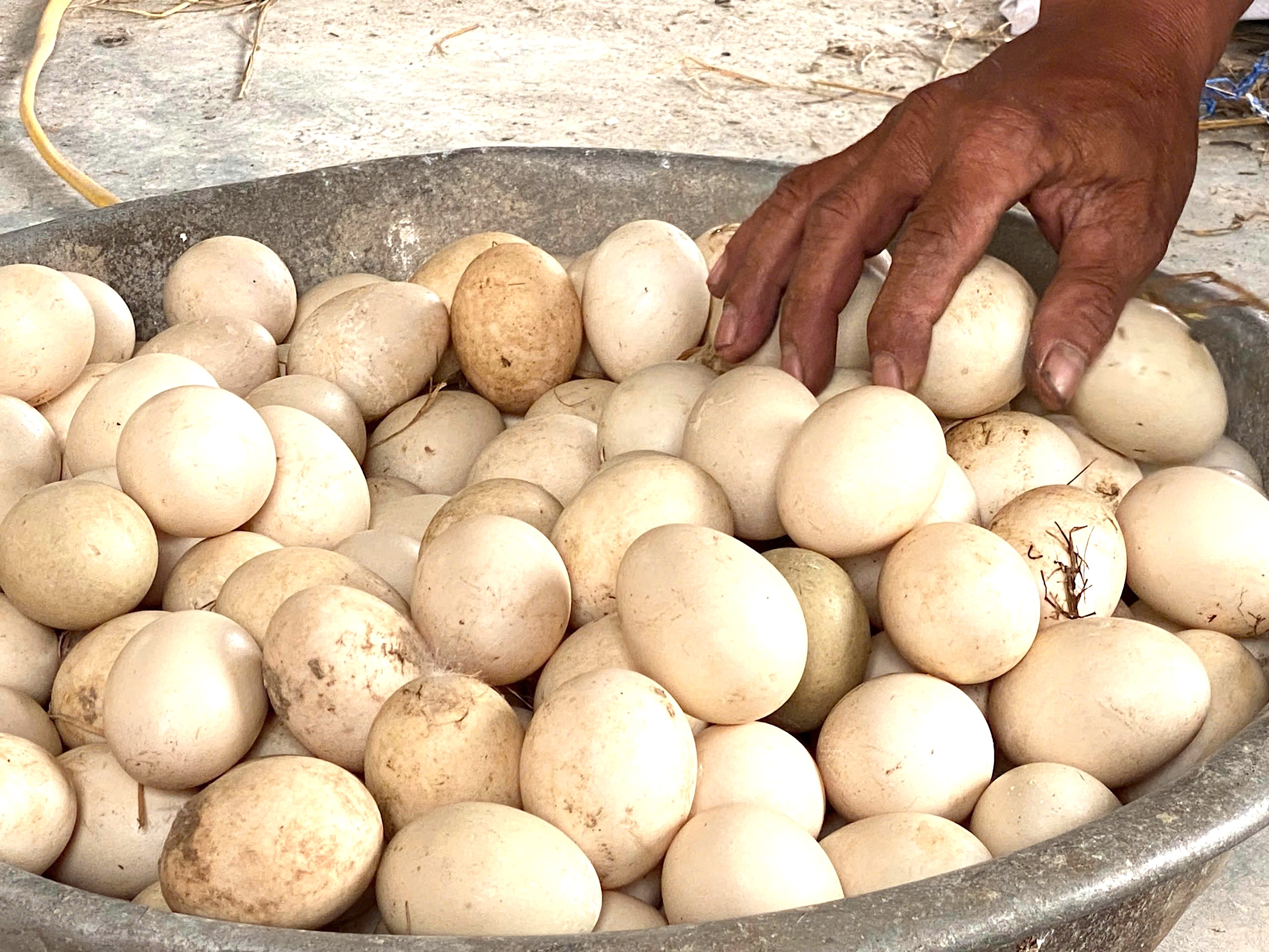 Nông dân Hà Tĩnh nuôi giống ngan màu đen to bự, lớn nhanh “siêu trứng”, giá cao. - Ảnh 5.