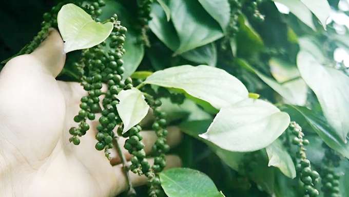 Biến đổi khí hậu có thể khiến vụ thu hoạch tiêu năm tới bị chậm lại - Ảnh 2.