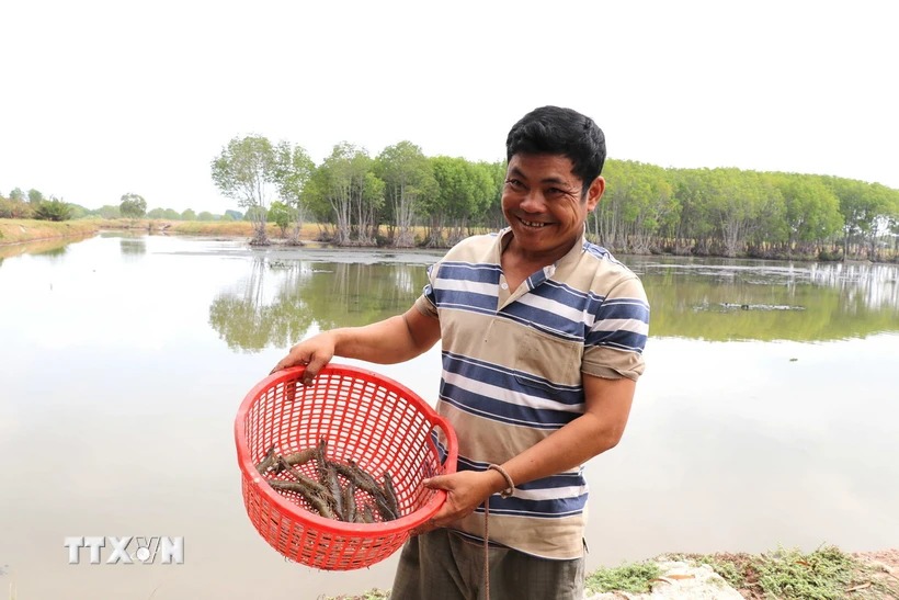 Nuôi tôm siêu thâm canh ở Trà Vinh kiểu gì mà dân xúc lên toàn con bự, tiền lời cao gấp 7-10 lần? - Ảnh 1.