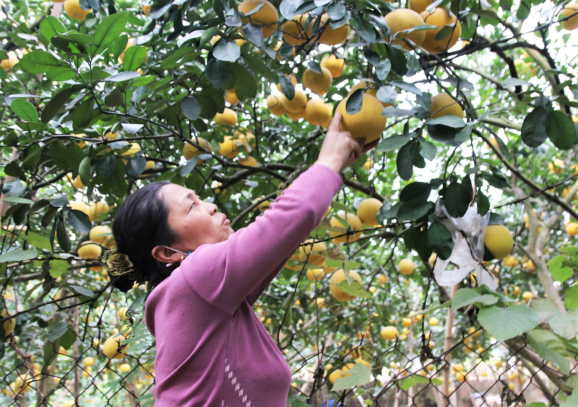 Hà Nội: Điểm sáng xây dựng xã nông thôn mới kiểu mẫu nhờ sức mạnh đoàn kết nhân dân - Ảnh 3.