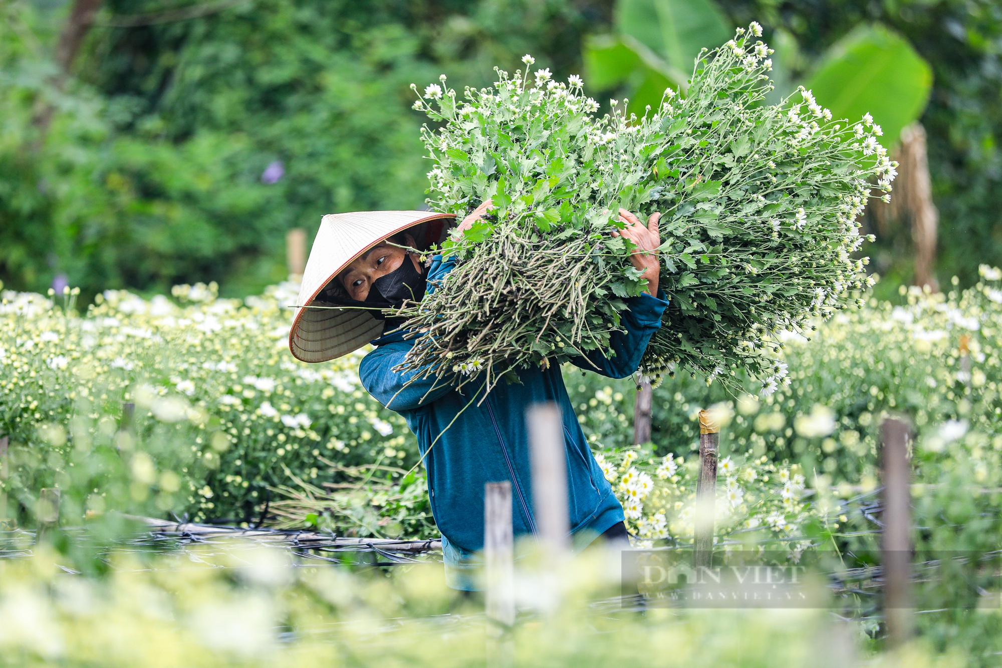 Vườn cúc họa mi sót lại sau bão bung nở, người dân vỡ òa cảm xúc - Ảnh 5.