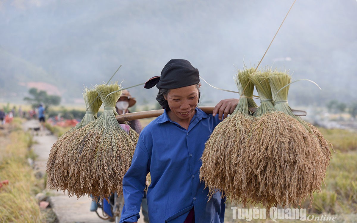 Gà sao, xưa là con động vật hoang dã xuất xứ châu Phi, nuôi thành công ở Thanh Hóa, thịt thơm ngon - Ảnh 4.