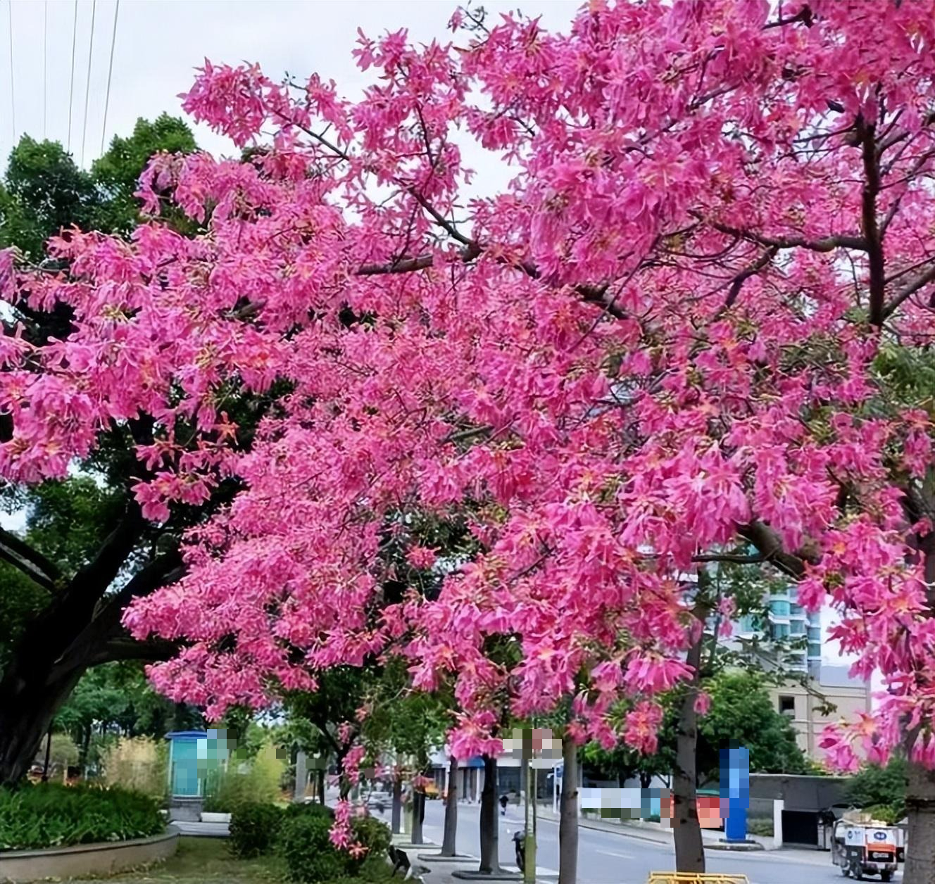 Cây cảnh dáng tựa cụ già, hoa đẹp như thiếu nữ, tươi trẻ, ngọt ngào - Ảnh 7.