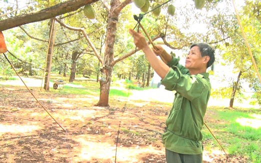 Gà sao, xưa là con động vật hoang dã xuất xứ châu Phi, nuôi thành công ở Thanh Hóa, thịt thơm ngon - Ảnh 3.