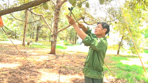 Nghề lạ ở một thành phố của Đồng Nai, leo cây "trói quả" được chủ "trả lương cao" - Ảnh 1.