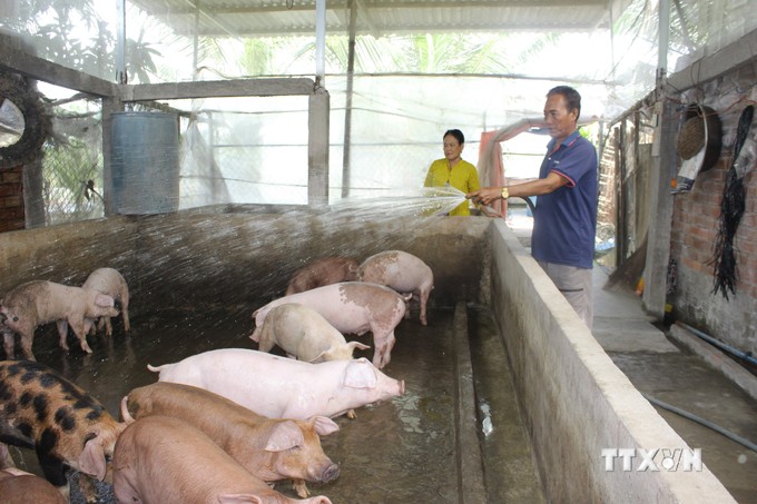 Nuôi ba ba, nuôi lươn dày đặc-mô hình nuôi con đặc sản đang làm giàu cho nông dân Hậu Giang- Ảnh 3.