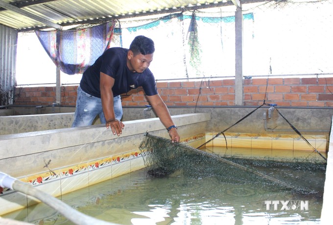 Nuôi ba ba, nuôi lươn dày đặc-mô hình nuôi con đặc sản đang làm giàu cho nông dân Hậu Giang- Ảnh 2.