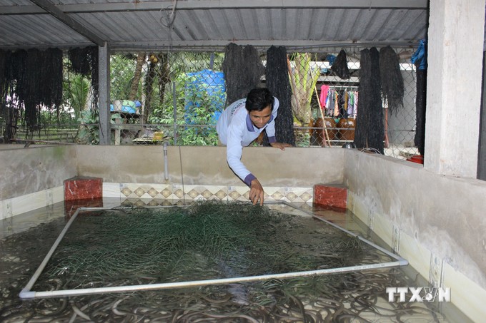 Nuôi ba ba, nuôi lươn dày đặc-mô hình nuôi con đặc sản đang làm giàu cho nông dân Hậu Giang- Ảnh 4.