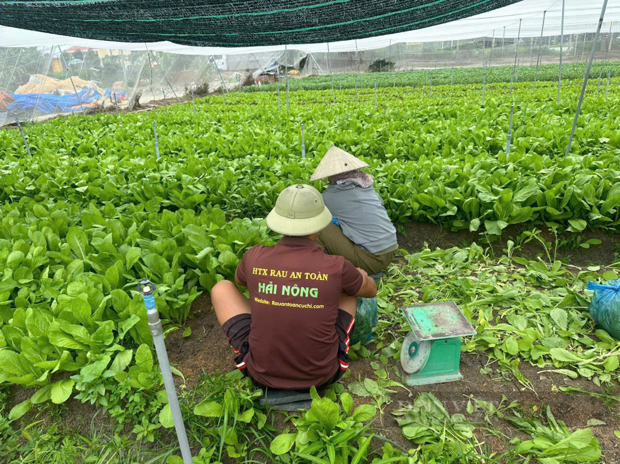 Cấp tập làm nông nghiệp đô thị, nâng thu nhập nông thôn lên gấp 2 lần - Ảnh 1.