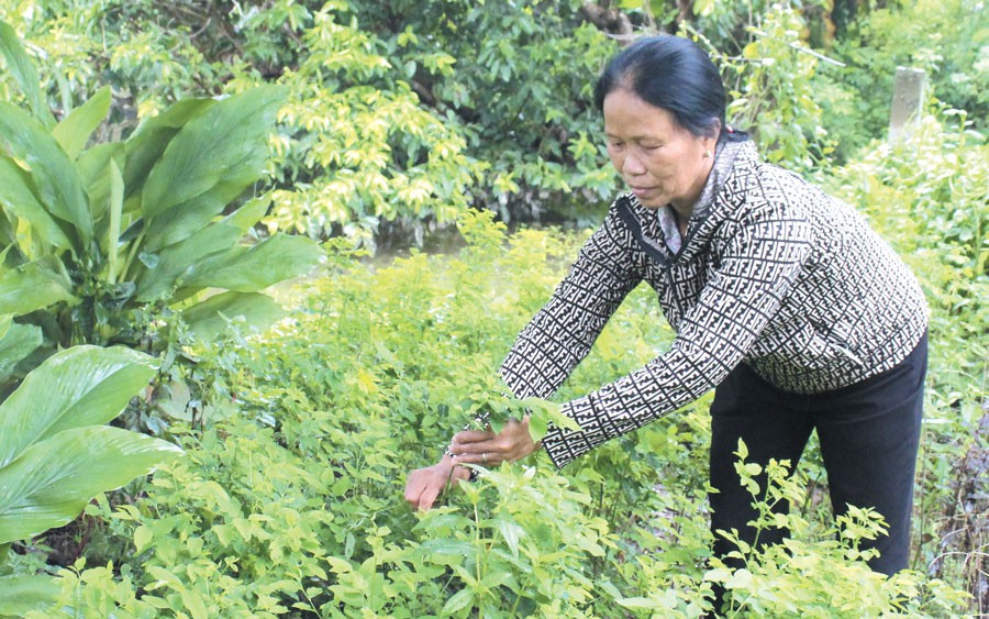 Con nai rừng, động vật hoang dã nhát như cáy, ông nông dân Phú Yên nuôi thành công mà giàu có - Ảnh 3.