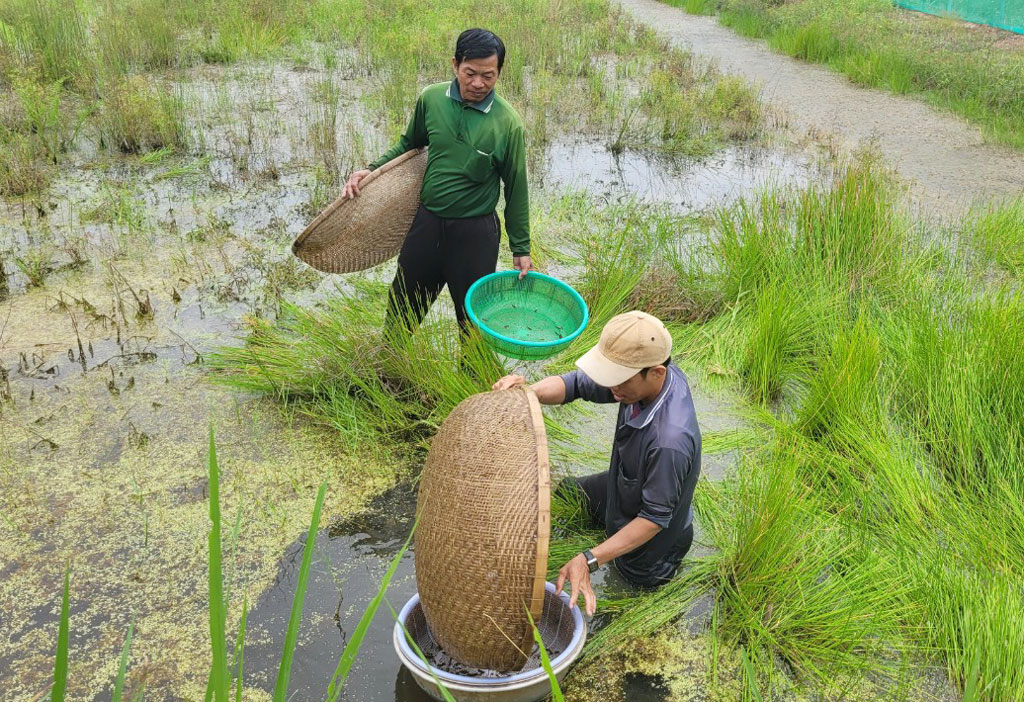 Mang rổ ra cánh đồng ở Long An xúc cá thia lia hoang dã, cứ 1kg dân bán 450.000 đồng, bộn tiền- Ảnh 2.