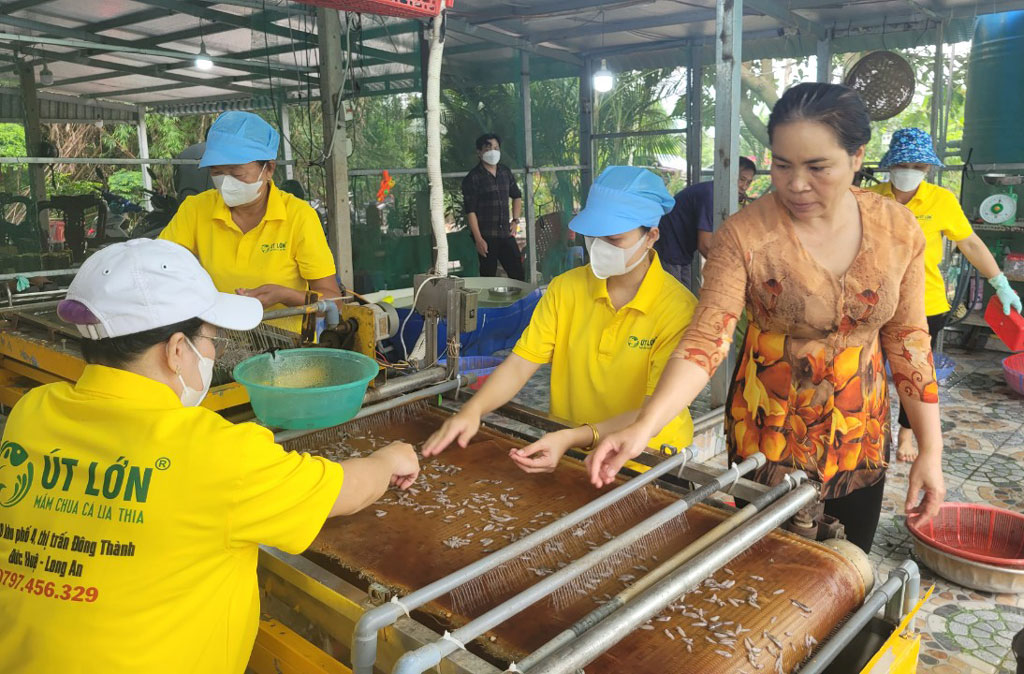 Mang rổ ra cánh đồng ở Long An xúc cá thia lia hoang dã, cứ 1kg dân bán 450.000 đồng, bộn tiền- Ảnh 4.