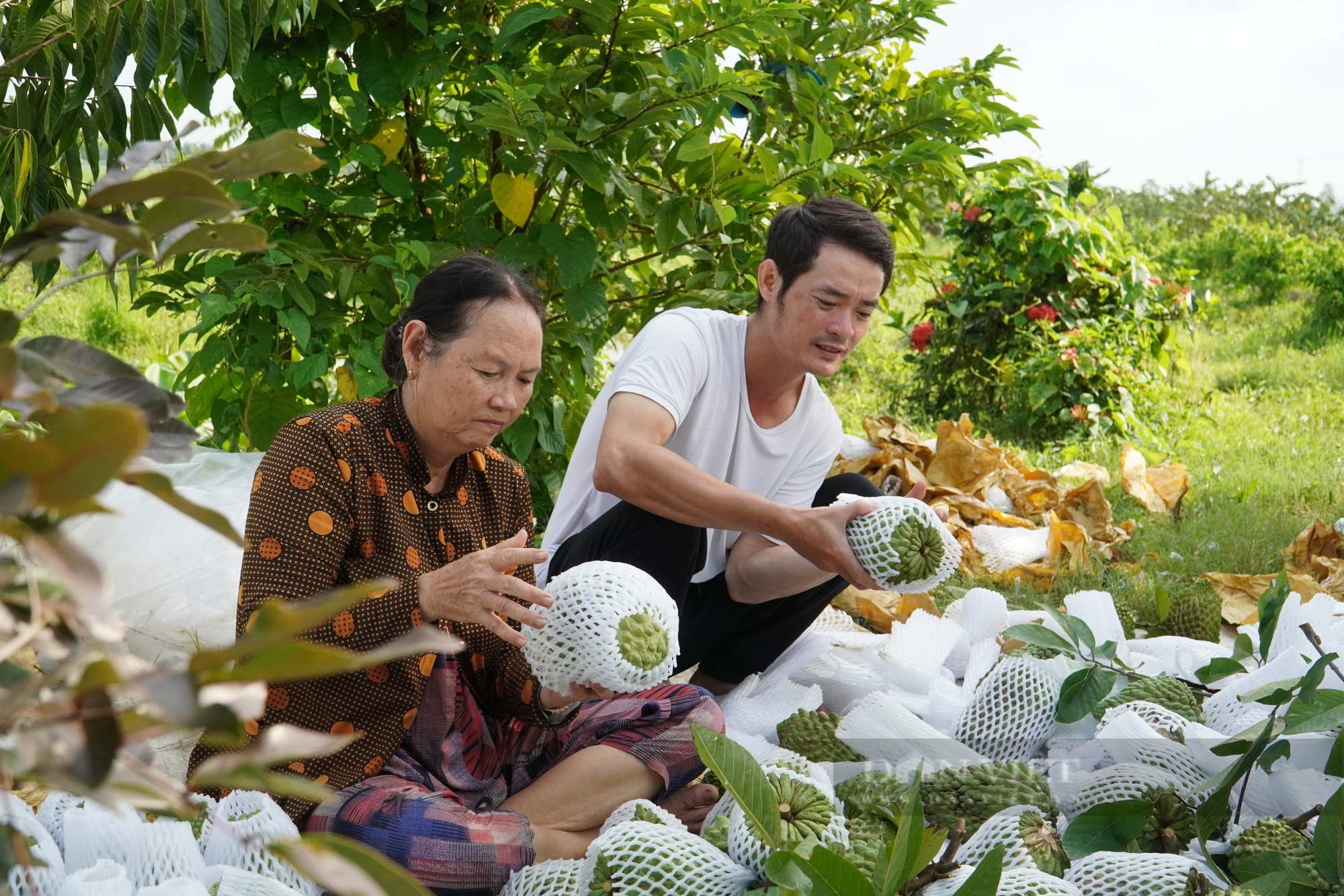 Nông dân Cần Thơ trồng na "khổng lồ", nặng từ 1-3 kg mỗi trái- Ảnh 3.