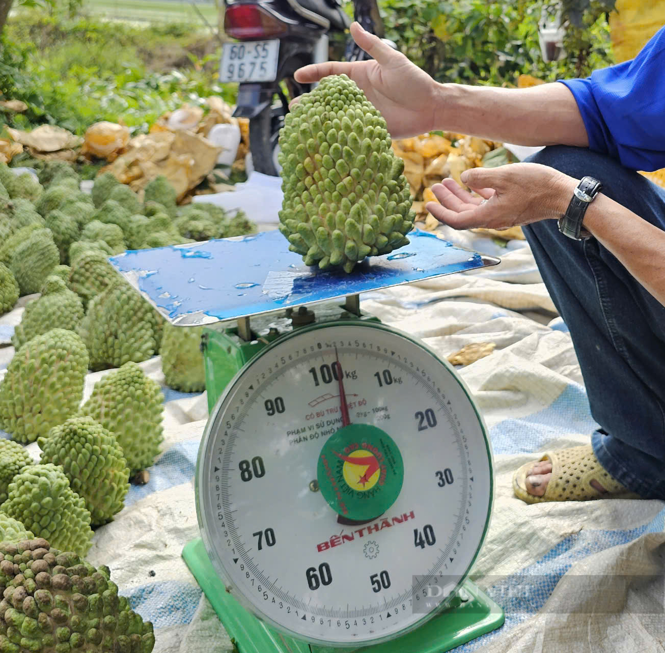 Nông dân Cần Thơ trồng na "khổng lồ", nặng từ 1-3 kg mỗi trái- Ảnh 1.