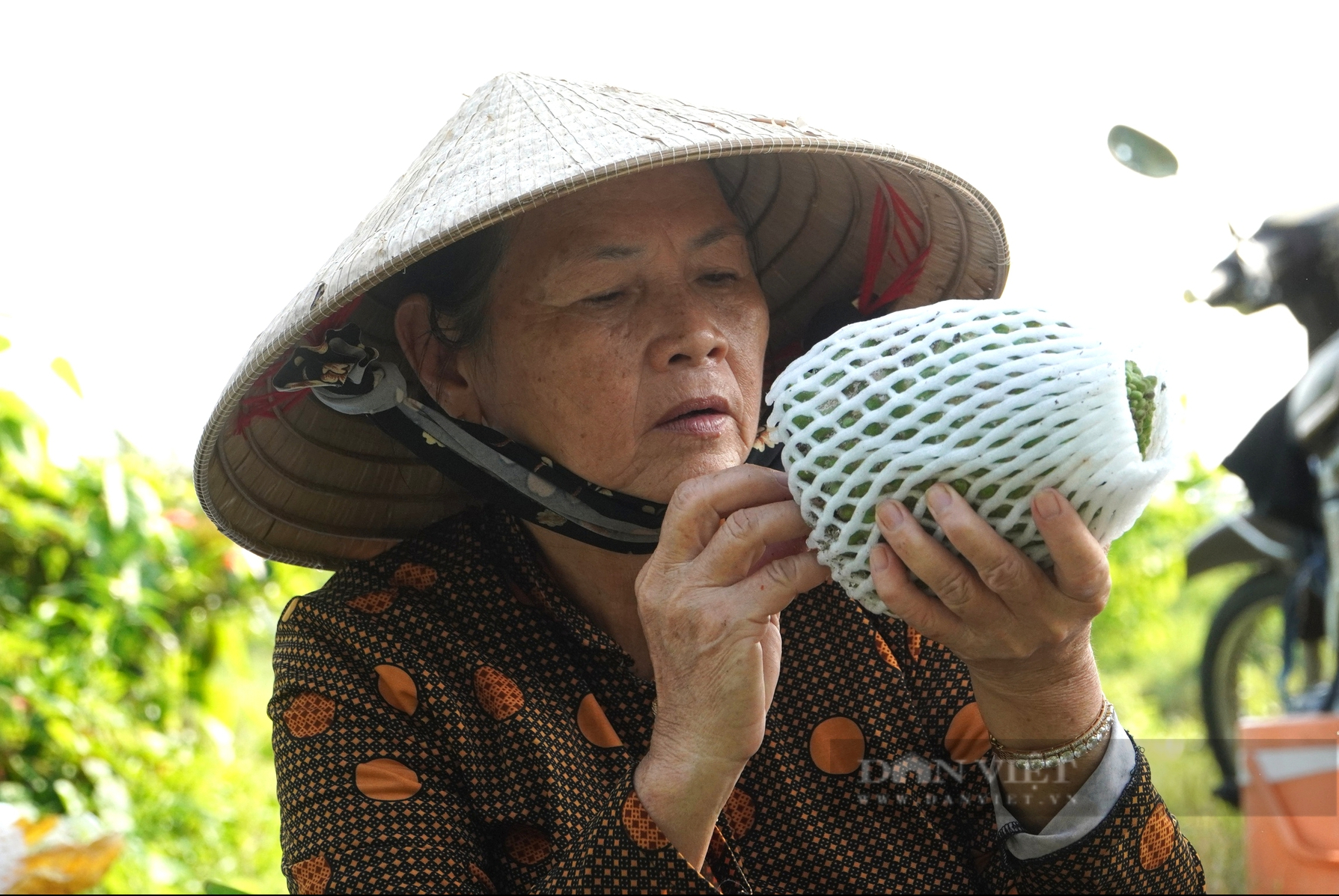 Nông dân Cần Thơ trồng na "khổng lồ", nặng từ 1-3 kg mỗi trái- Ảnh 8.