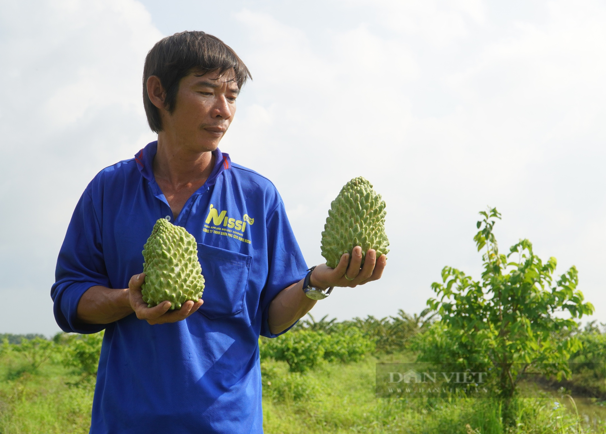 Nông dân Cần Thơ trồng na "khổng lồ", nặng từ 1-3 kg mỗi trái- Ảnh 9.