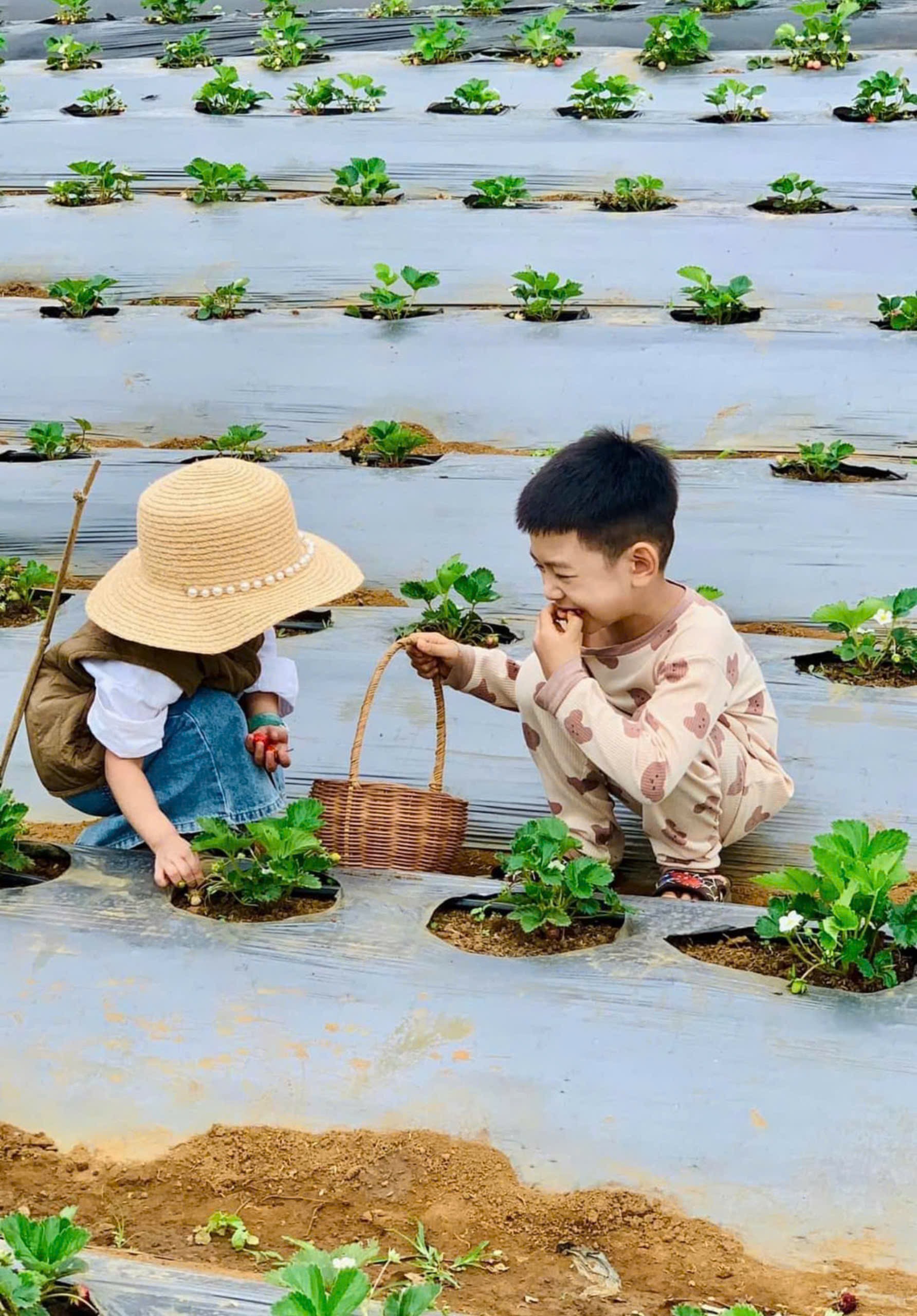 Anh nông dân người Mường trồng dâu tây, măng tây, la liệt các loại rau củ sạch ở "cổng trời"- Ảnh 5.