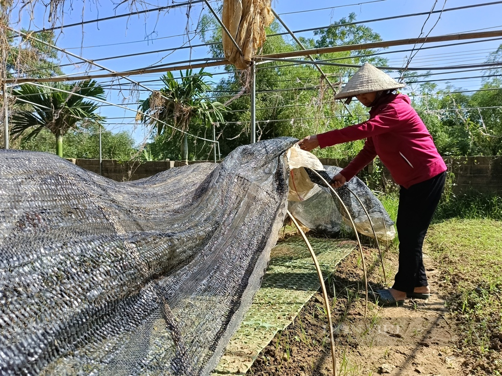 Sau loạt bài nông dân kiệt sức sau bão lũ lịch sử: Chủ trang trại, HTX đã nhận được tiền hỗ trợ, vốn vay - Ảnh 3.