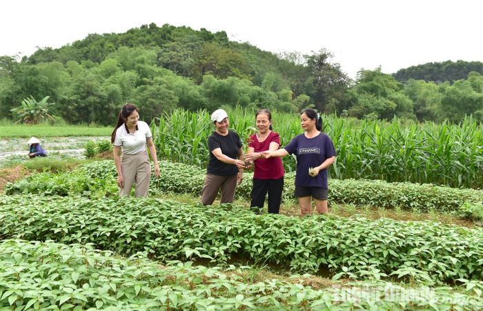 Những "thuyền trưởng" trong xây dựng NTM Tuyên Quang - Ảnh 3.