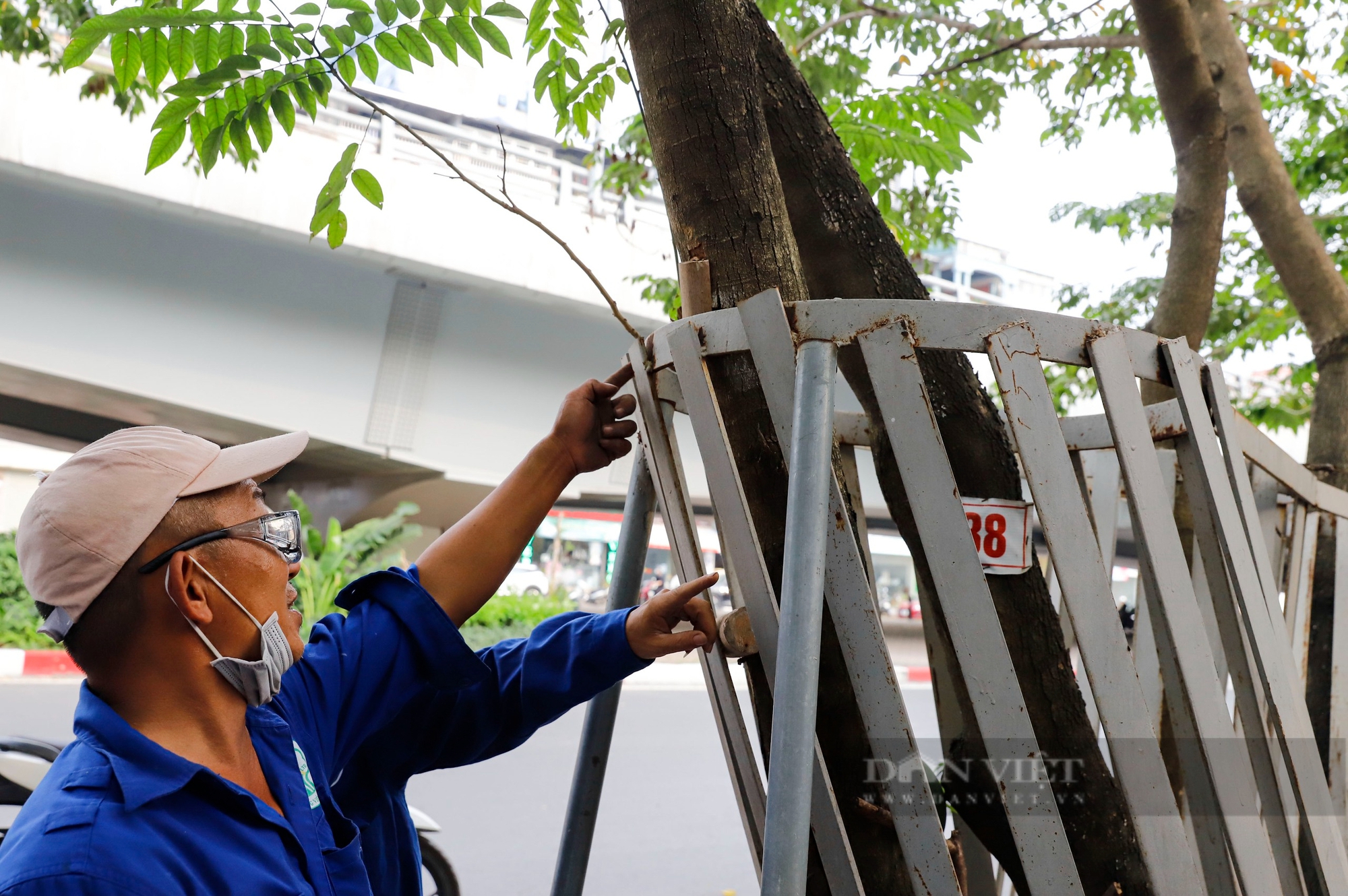 Cắt "giáp sắt" làm tổn thương hàng cây sưa đỏ quý hơn vàng ở Hà Nội- Ảnh 9.