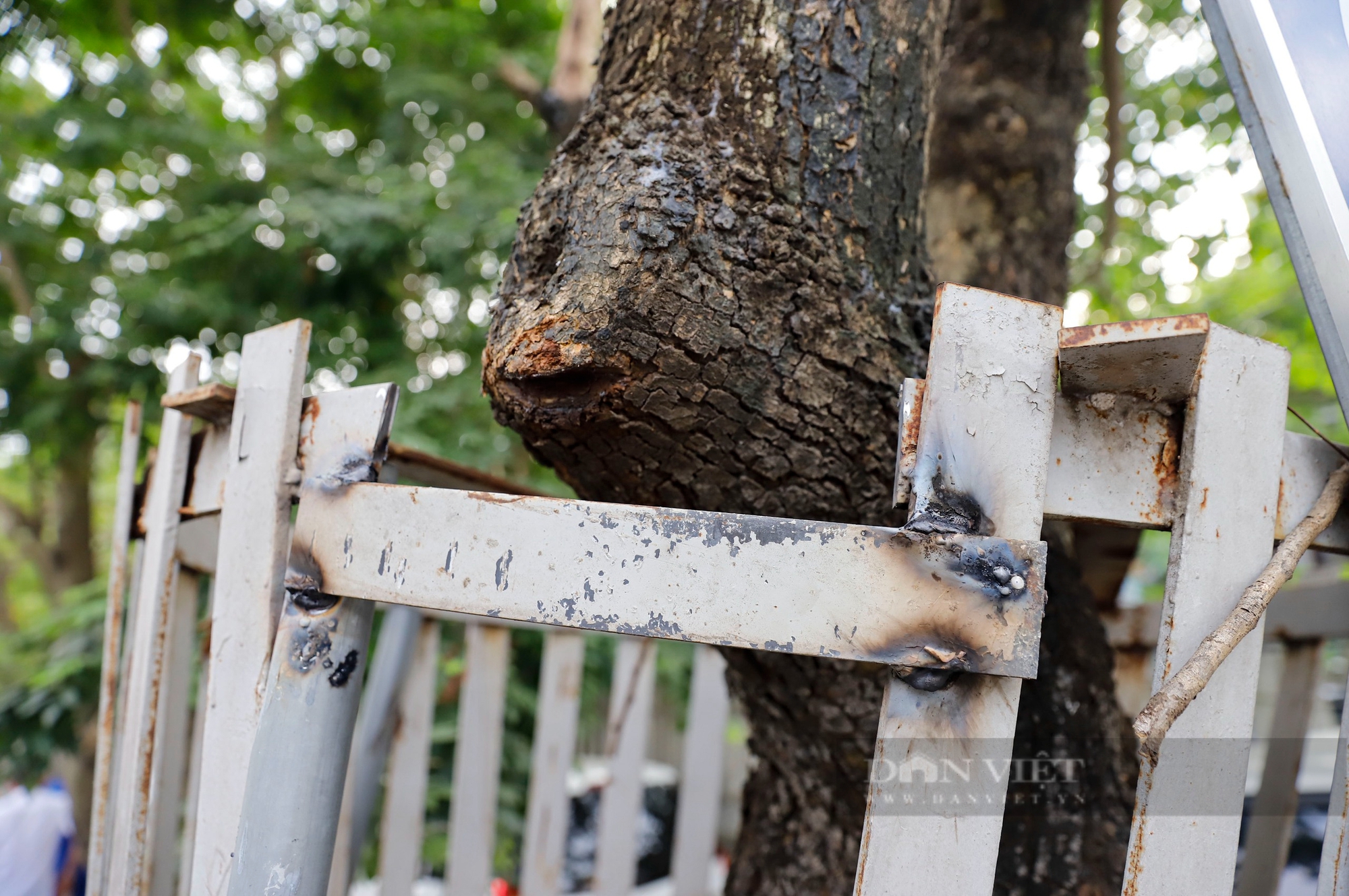 Cắt "giáp sắt" làm tổn thương hàng cây sưa đỏ quý hơn vàng ở Hà Nội- Ảnh 11.