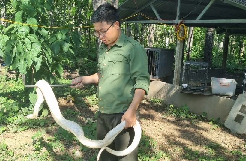 Vô một khu rừng ở Đắk Lắk, các con động vật hoang dã quý hiếm đang được chăm sóc, có con phải phẫu thuật  - Ảnh 4.