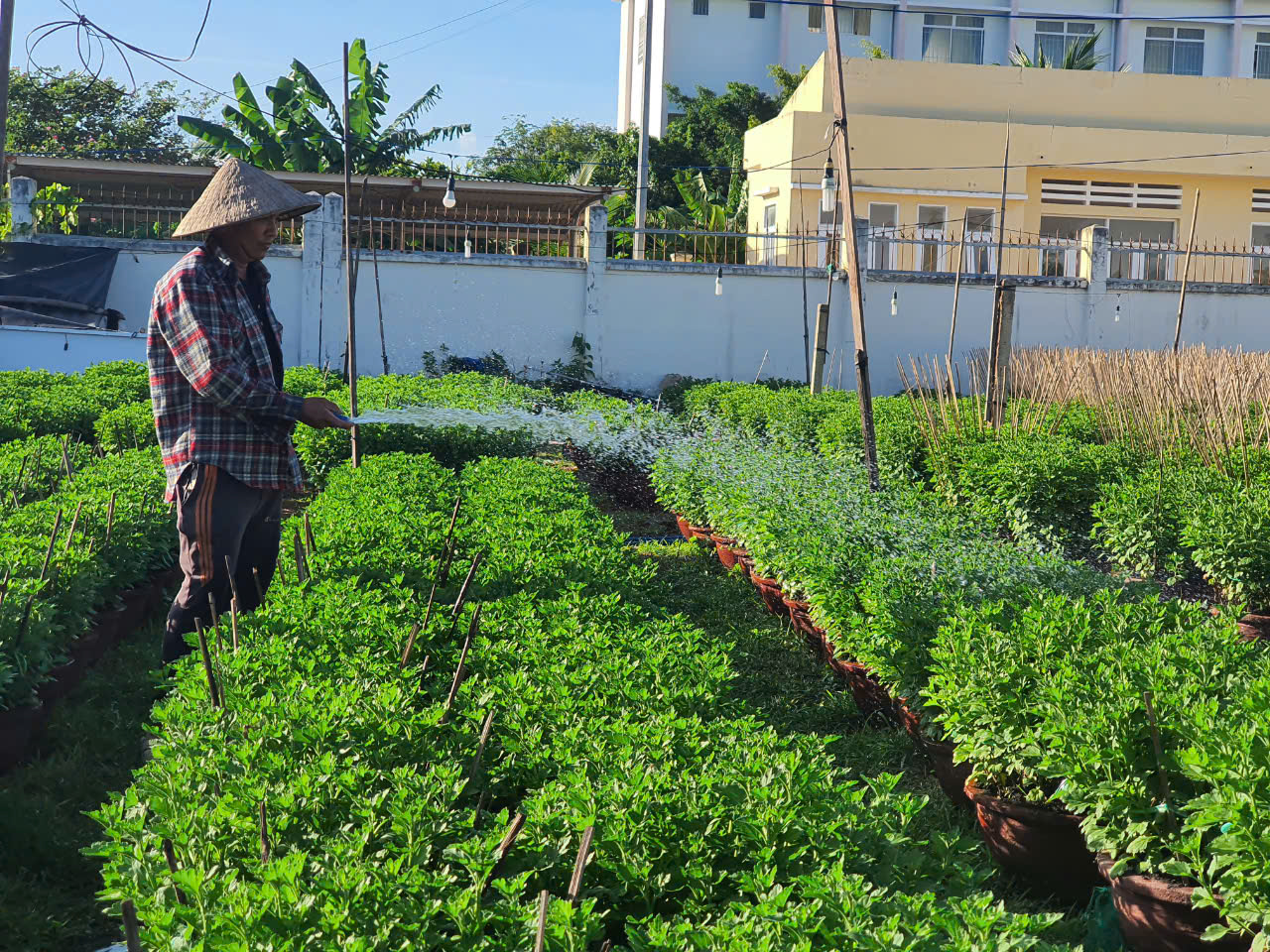 Chi phí đầu tư tăng cao, người trồng hoa cúc Tết ở Khánh Hòa lo lắng - Ảnh 2.