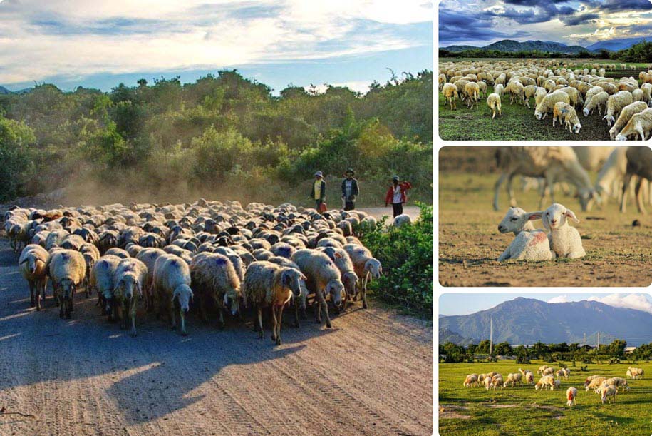 Món ăn đặc sản ở Ninh Thuận: Hấp dẫn thịt cừu vừa ngon, vừa bổ dưỡng - Ảnh 1.