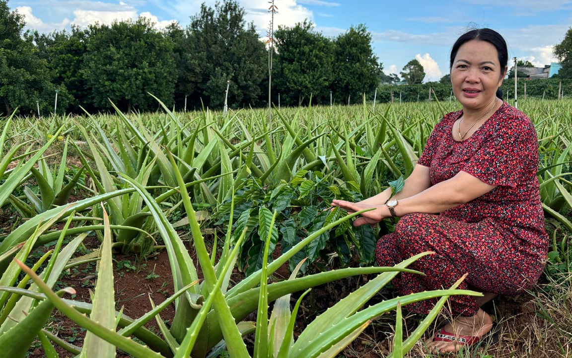 Vì sao vua Trần Thái Tông sai người vào Thanh Hóa đục núi Chiếu Bạc, phong thủy thành Đại La thế nào - Ảnh 6.