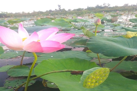 Ở Hậu Giang, trên hoa sen nở, dưới cá đồng bơi, cứ 1ha "bỏ túi" hơn 100 triệu, lãi gấp đôi so với trồng lúa - Ảnh 1.