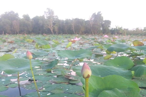 Ở Hậu Giang, trên hoa sen nở, dưới cá đồng bơi, cứ 1ha "bỏ túi" hơn 100 triệu, lãi gấp đôi so với trồng lúa - Ảnh 2.