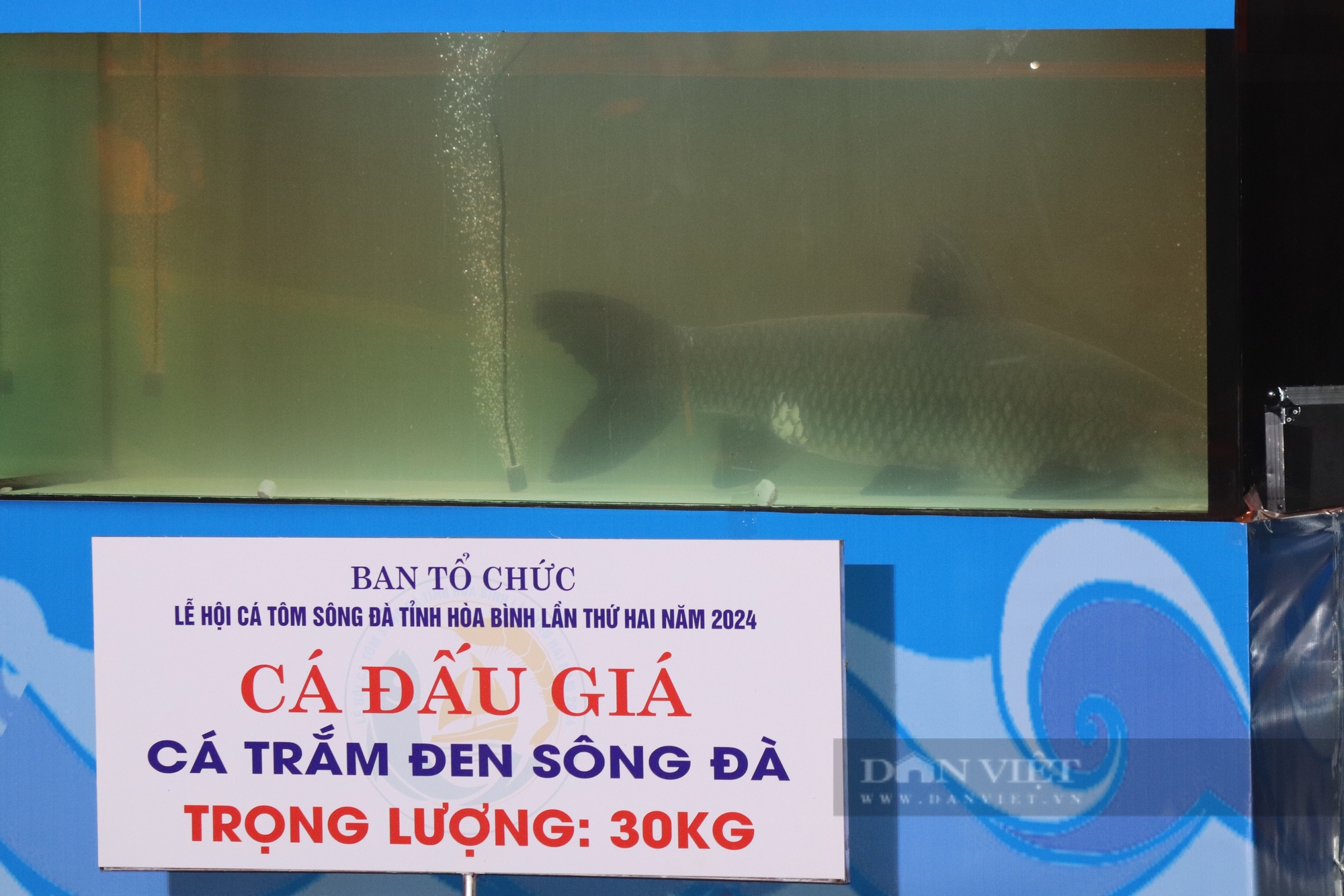 Đấu giá "thủy quái" ở Hòa Bình: 1 con cá tầm được bán với giá 150 triệu đồng - Ảnh 7.