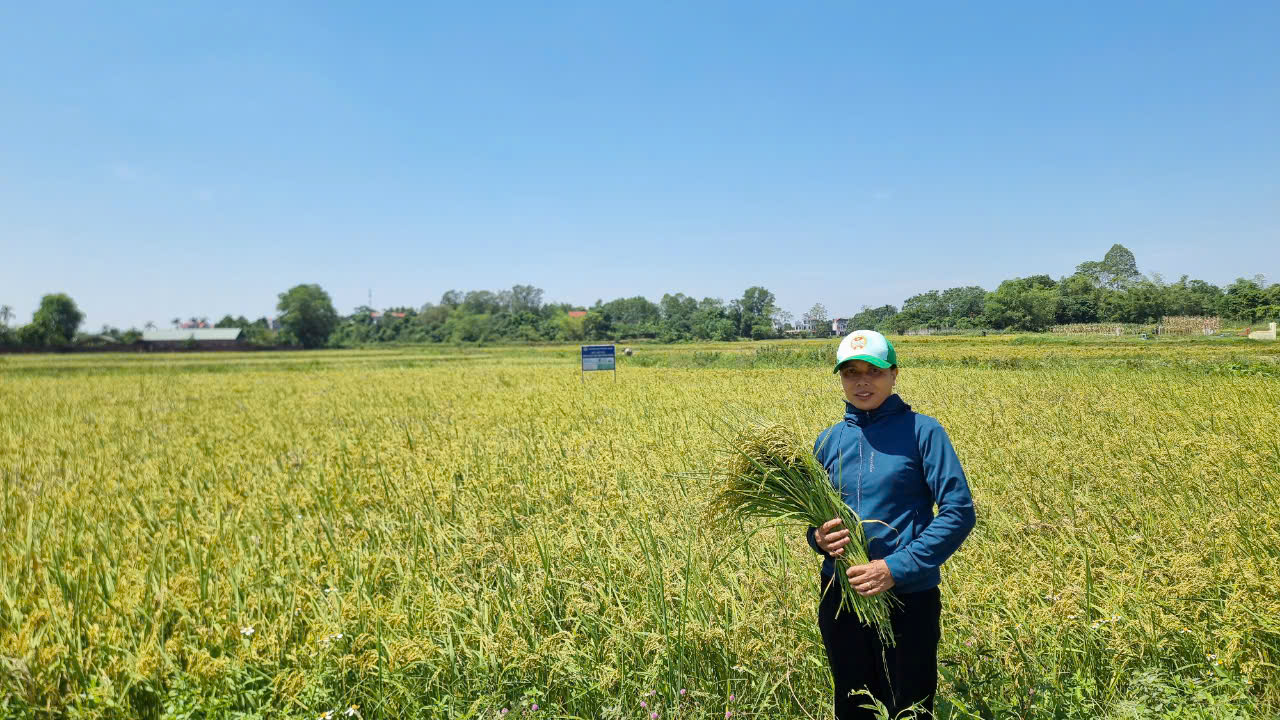 Nông dân xã Tân Trung ở Bắc Giang thay đổi thói quen canh tác để sản xuất lúa ngày càng thân thiện môi trường - Ảnh 3.