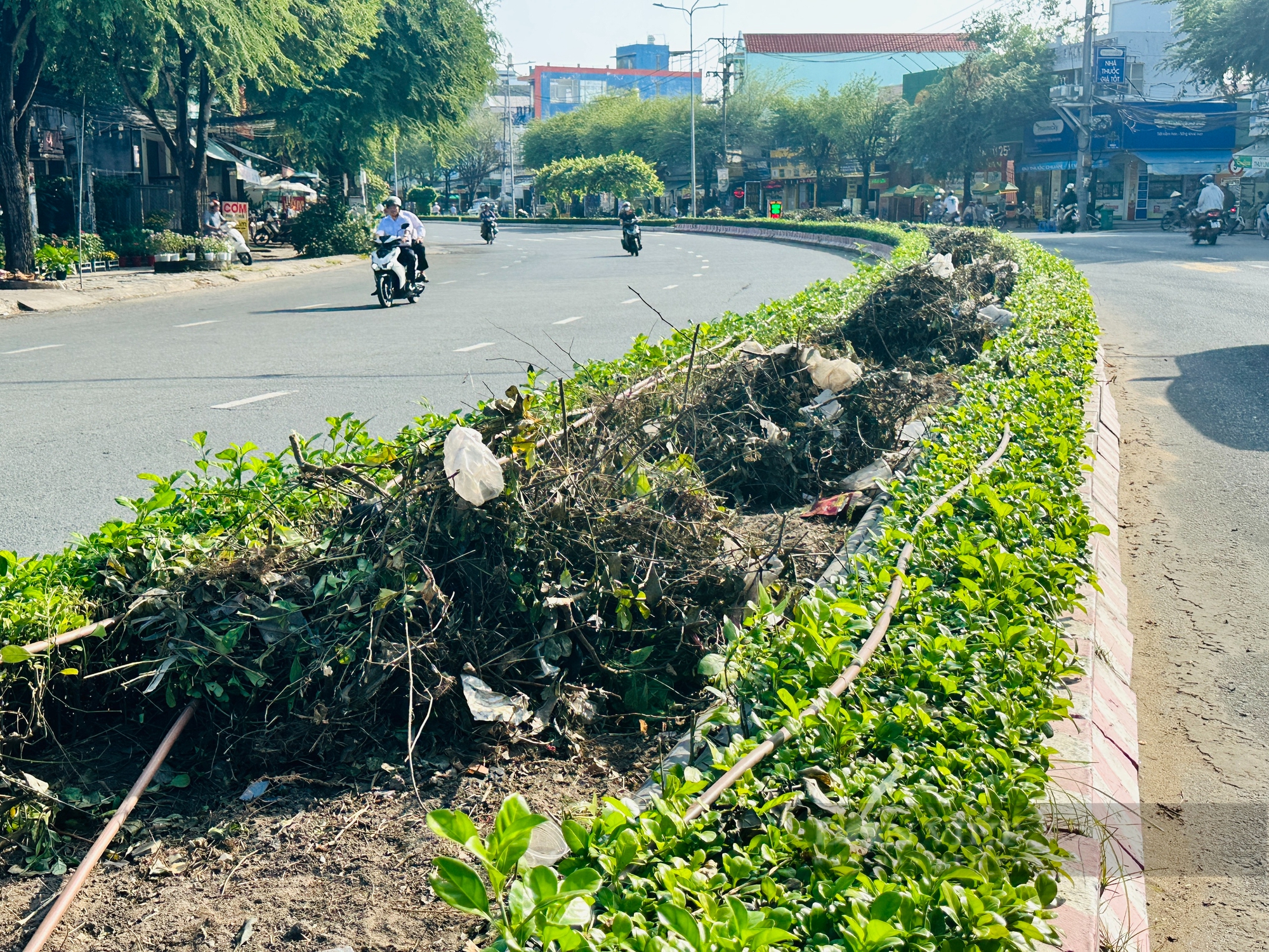 Cắt ngang thân rồi bứng gốc hàng loạt cây hoa trên dải phân cách đường 30/4 (Cần Thơ): Do già cỗi nên thay mới (!?)- Ảnh 4.