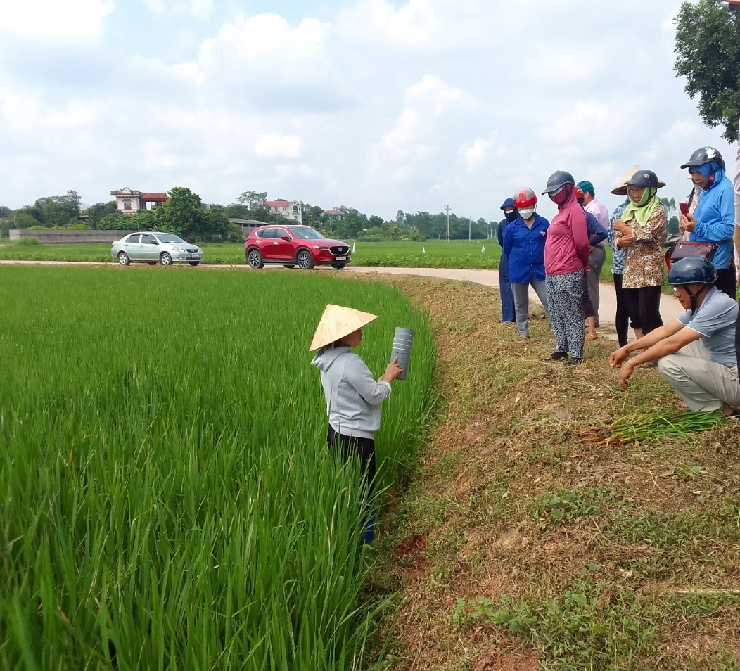 Nông dân xã Tân Trung ở Bắc Giang thay đổi thói quen canh tác để sản xuất lúa ngày càng thân thiện môi trường - Ảnh 1.