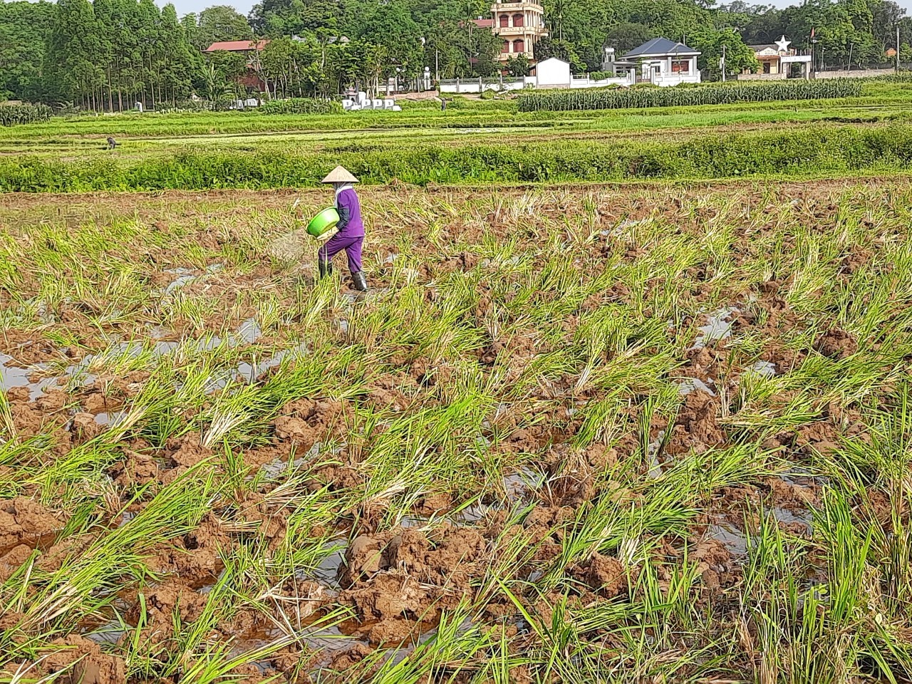 Nông dân xã Tân Trung ở Bắc Giang thay đổi thói quen canh tác để sản xuất lúa ngày càng thân thiện môi trường - Ảnh 2.