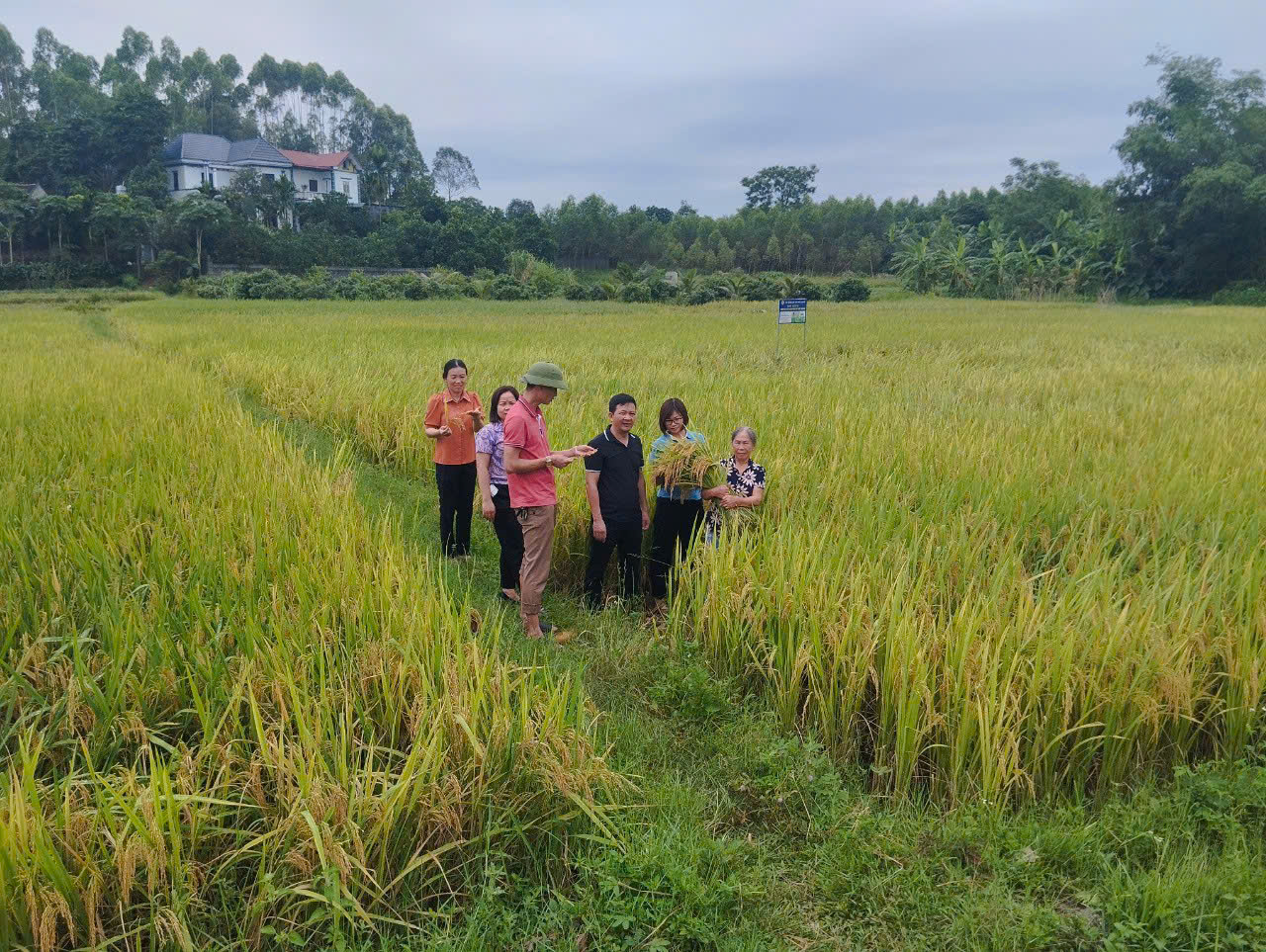 Nông dân xã Tân Trung ở Bắc Giang thay đổi thói quen canh tác để sản xuất lúa ngày càng thân thiện môi trường - Ảnh 4.